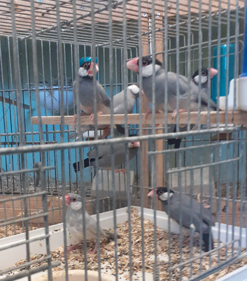 Java Finches
