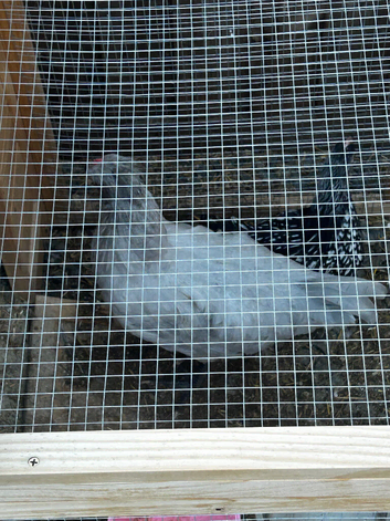 Mixed opal legbar cockerel