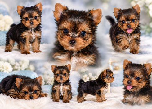 TINY YORKIE BOY