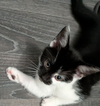 Kittens 1 girl
