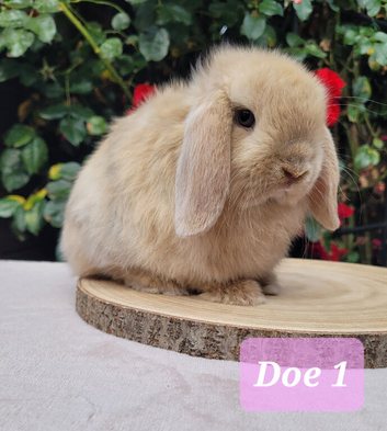 Mini lop bunnies & adults available