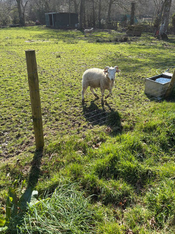 Whiltshire Horn x Easy Care Ram