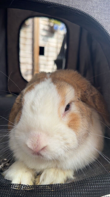 3 sibiling rabbits