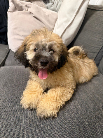 Shih Tzu x Cavapoo puppies in Swansea