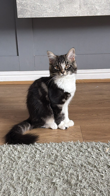 Tabby x Bengal 4 month