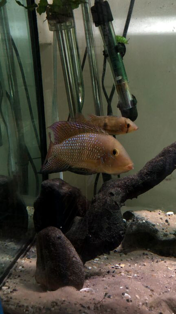 Cichlids breeding pair
