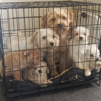 Beautiful Maltese Puppies (8 Weeks Old) &ndash; Ready Now in Southend