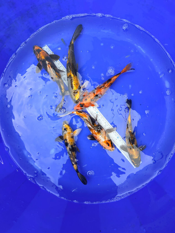 High quality koi