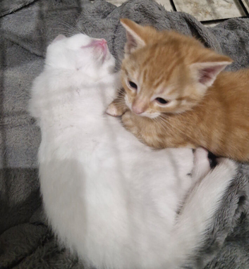 Ginger kitten