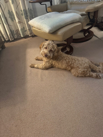 Beautiful 12-Month-Old Cockapoo &ndash; Calm, Loving, Family-Friendly Dog