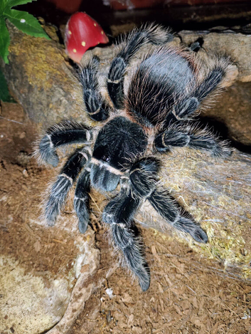 Female Salmon Pink Birdeater and full set up