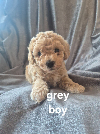 Toy poochon puppies