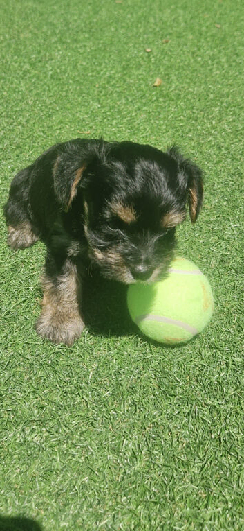 Yorkshire terrier pups