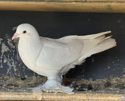 two fancy pigeons need rehome