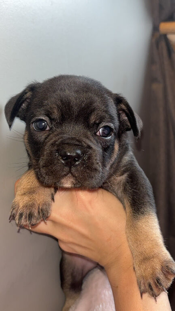 French bulldog pups