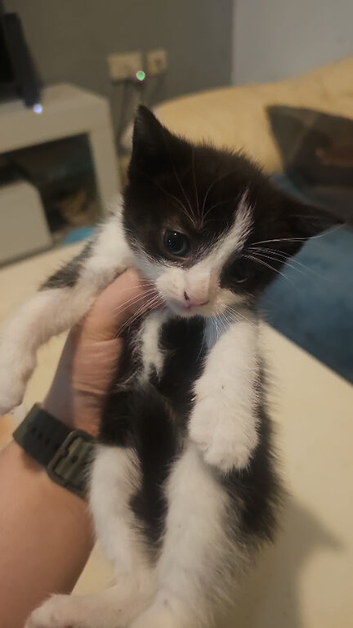 X2 black and white kittens
