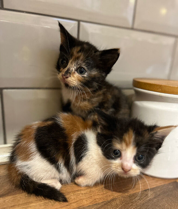 Beautiful kittens