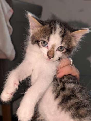 Maine coon cross kittens