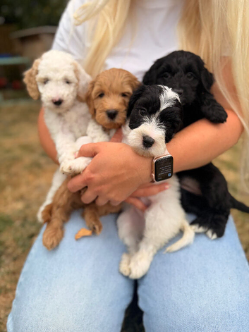 8 Gorgeous Australian Labradoodle Puppies
