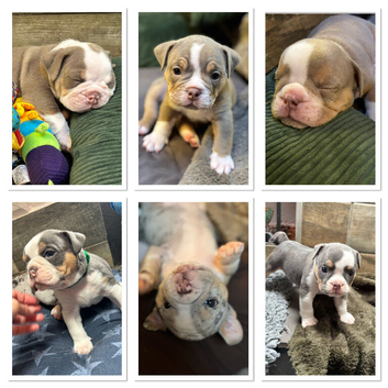 Gorgeous Olde English Bulldogges