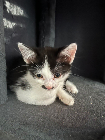 Kittens for sale