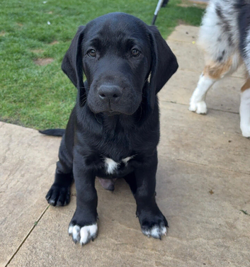 1 Boy Sprigador puppy left out of 3 for sale