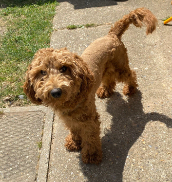Male cockapoo