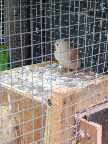 Zebra finches