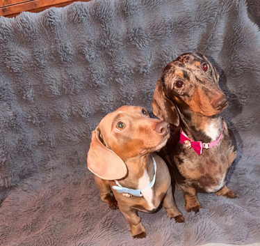 Miniature smooth hair dachshund puppy's.
