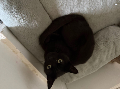 Beautiful black female cat