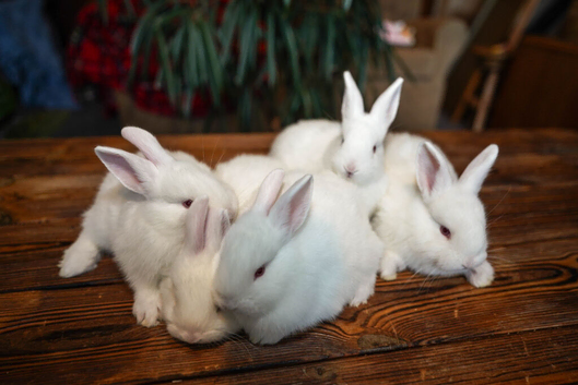 5 New Zealand White Rabbit Kits Available 3 does & 2 bucks
