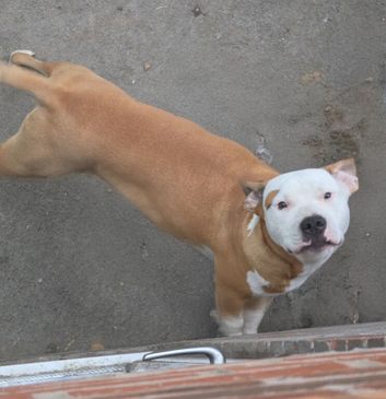 9 month Male American bulldog