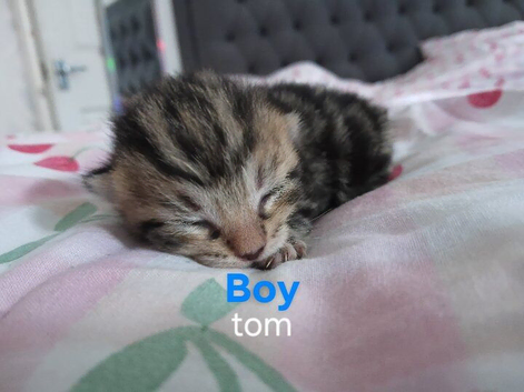 Doll faced persian cross maincoon