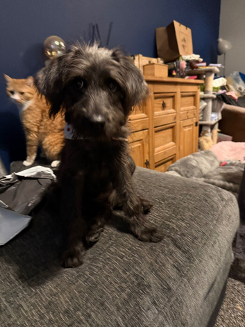5 month old cockapoo