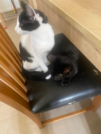 One male and one female
