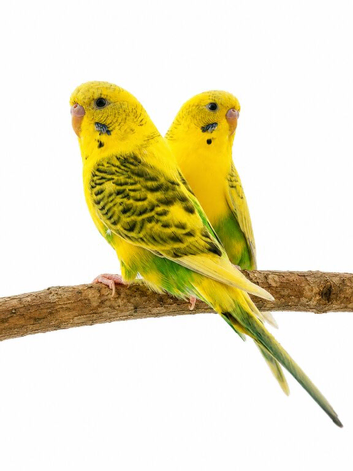 Aviary clearance