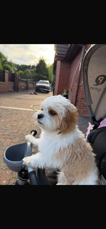 Malticavapoo 14months old