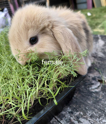 Vaccinated french lop babies