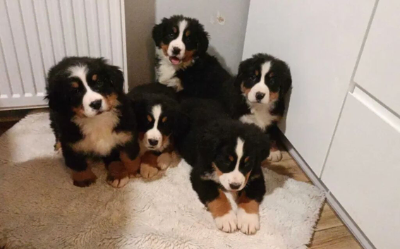Bernese Mountain Dog Puppies - 2 puppies left