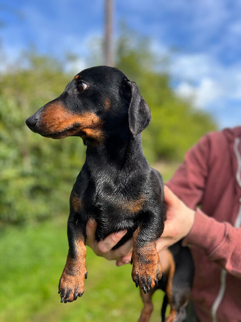 Male daschund