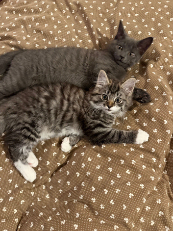 Kittens looking for a loving family