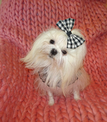 Gorgeous Babydoll KC Registered Korean Maltese Adult Girl 2 Years Old