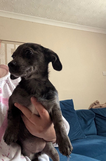 Miniature daschound