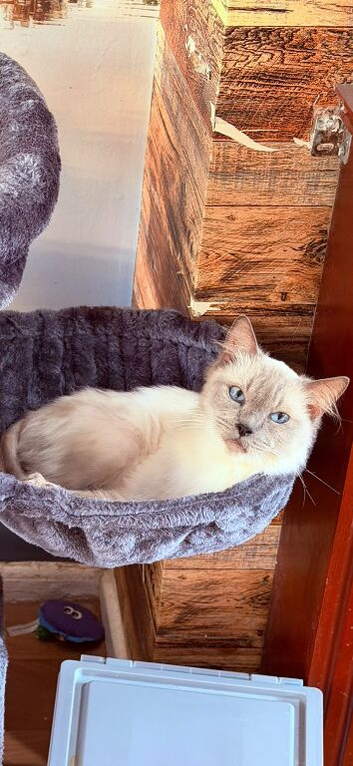 Female ragdoll tica and gccf 6 year old un neutered