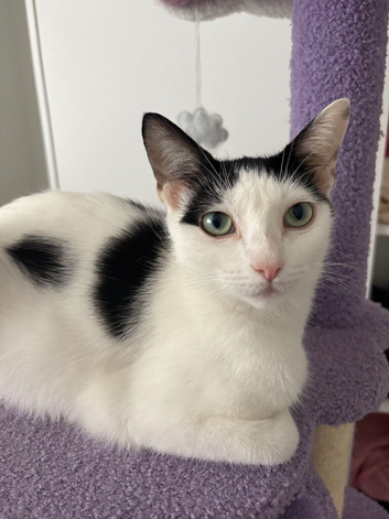 Gorgeous female cat - ready for loving home