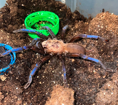 Stunning Tarantulas!!! &ndash; AFs, SAFs, Pairs