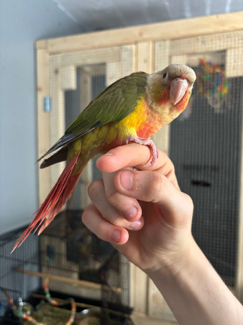Baby pineapple conure