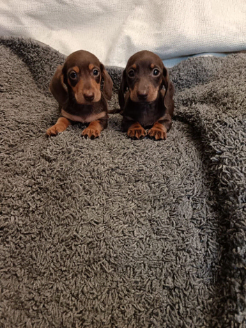 chocolate Dachshund puppies