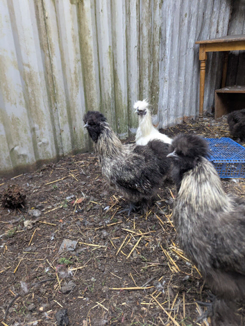 Silkies cocks
