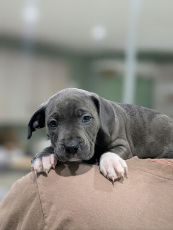 Blue staffies